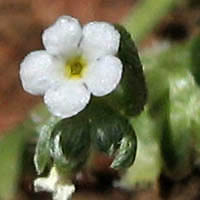 Thumbnail Picture of Slender Pectocarya
