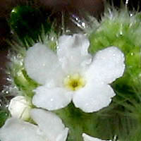 Thumbnail Picture of White Forget-me-not