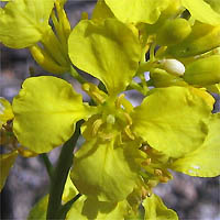 Thumbnail Picture of Brassica nigra