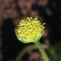 Thumbnail Picture of Cotula australis