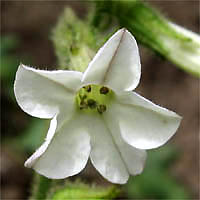 Thumbnail Picture of Nicotiana clevelandii