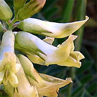 Thumbnail Picture of Astragalus trichopodus var. lonchus