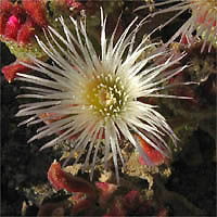 Thumbnail Picture of Mesembryanthemum crystallinum