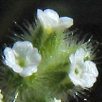 Thumbnail Picture of Cryptantha micromeres