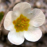Thumbnail Picture of Yellow-throated Phacelia