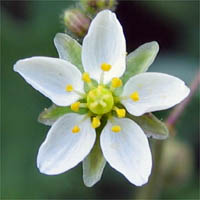 Thumbnail Picture of Spergula arvensis
