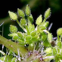 Thumbnail Picture of Annual Stinging Nettle