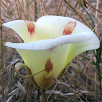 Thumbnail Picture of Butterfly Mariposa Lily