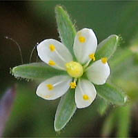 Thumbnail Picture of Spergularia villosa