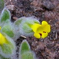 Thumbnail Picture of Downy Monkey Flower