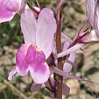 Thumbnail Picture of Morrocan Toadflax