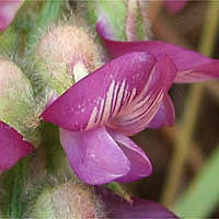 Thumbnail Picture of Astragalus brauntonii