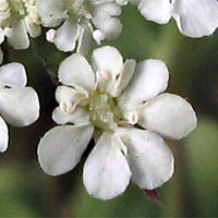 Thumbnail Picture of Torilis arvensis