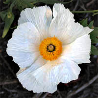 Thumbnail Picture of Romneya coulteri
