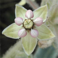 Thumbnail Picture of Indian Milkweed