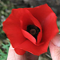 Thumbnail Picture of Papaver rhoeas