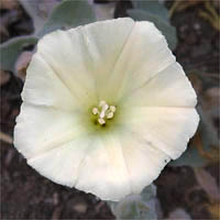Thumbnail Picture of Calystegia collina ssp. venusta