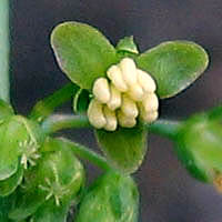 Thumbnail Picture of Rumex conglomeratus