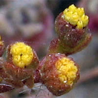 Thumbnail Picture of Amblyopappus pusillus