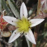 Thumbnail Picture of Dudleya blochmaniae ssp. blochmaniae