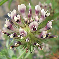 Thumbnail Picture of Trifolium obtusiflorum