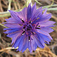 Thumbnail Picture of Centaurea cyanus