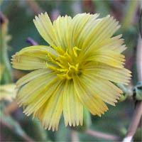 Thumbnail Picture of Prickly Lettuce