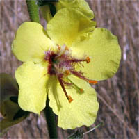 Thumbnail Picture of Wand Mullein