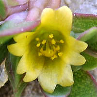 Thumbnail Picture of Portulaca oleracea