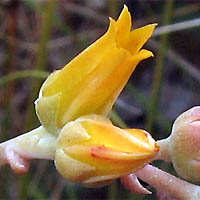 Thumbnail Picture of Dudleya caespitosa