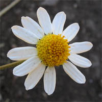 Thumbnail Picture of Anthemis cotula