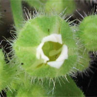 Thumbnail Picture of Boykinia rotundifolia