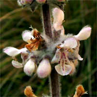 Thumbnail Picture of Stachys albens