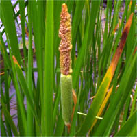 Thumbnail Picture of Broad-leaved Cattail