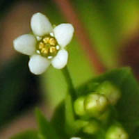 Thumbnail Picture of Water Pimpernel