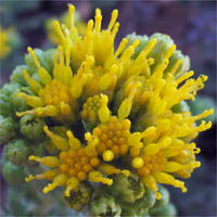 Thumbnail Picture of Isocoma menziesii var. sedoides