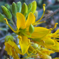 Thumbnail Picture of Peritoma arborea var. arborea