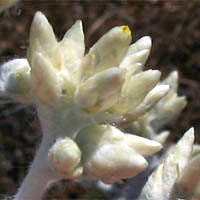 Thumbnail Picture of Pseudognaphalium microcephalum