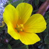 Thumbnail Picture of Ludwigia peploides ssp. peploides