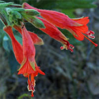 Thumbnail Picture of Epilobium canum ssp. canum