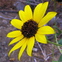 Thumbnail Picture of Common Sunflower