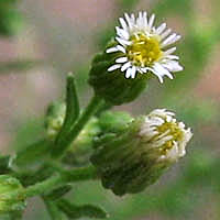 Thumbnail Picture of Erigeron canadensis