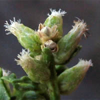 Thumbnail Picture of Baccharis pilularis ssp. consanguinea