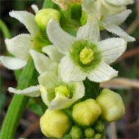 Thumbnail Picture of Wild Cucumber