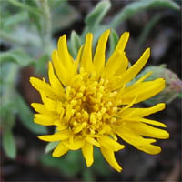 Thumbnail Picture of Heterotheca grandiflora