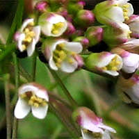 Thumbnail Picture of Capsella bursa-pastoris