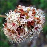 Thumbnail Picture of California Buckwheat