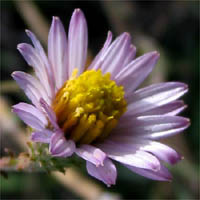 Thumbnail Picture of Corethrogyne filaginifolia