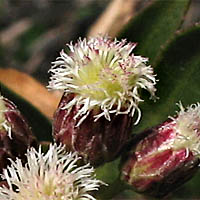 Thumbnail Picture of Baccharis salicifolia spp. salicifolia