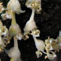 Thumbnail Picture of Silk-tassel Bush